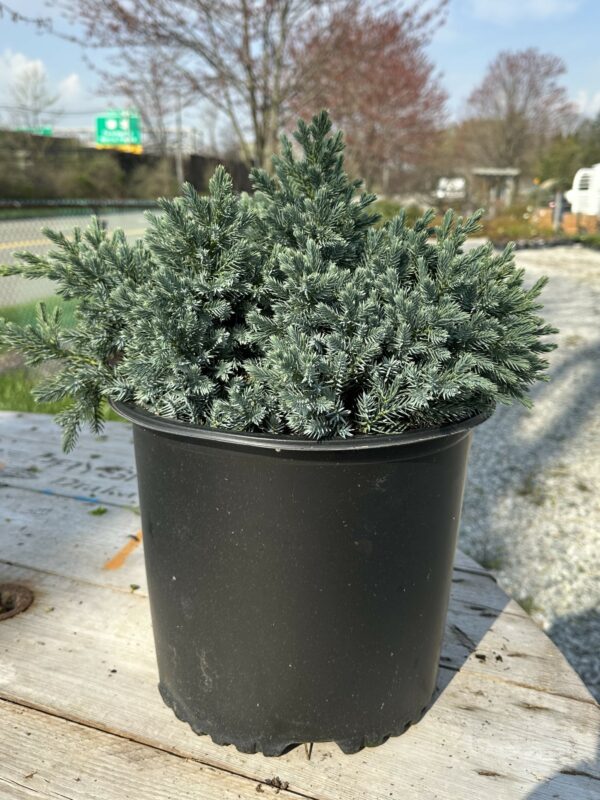 Juniper Shrub