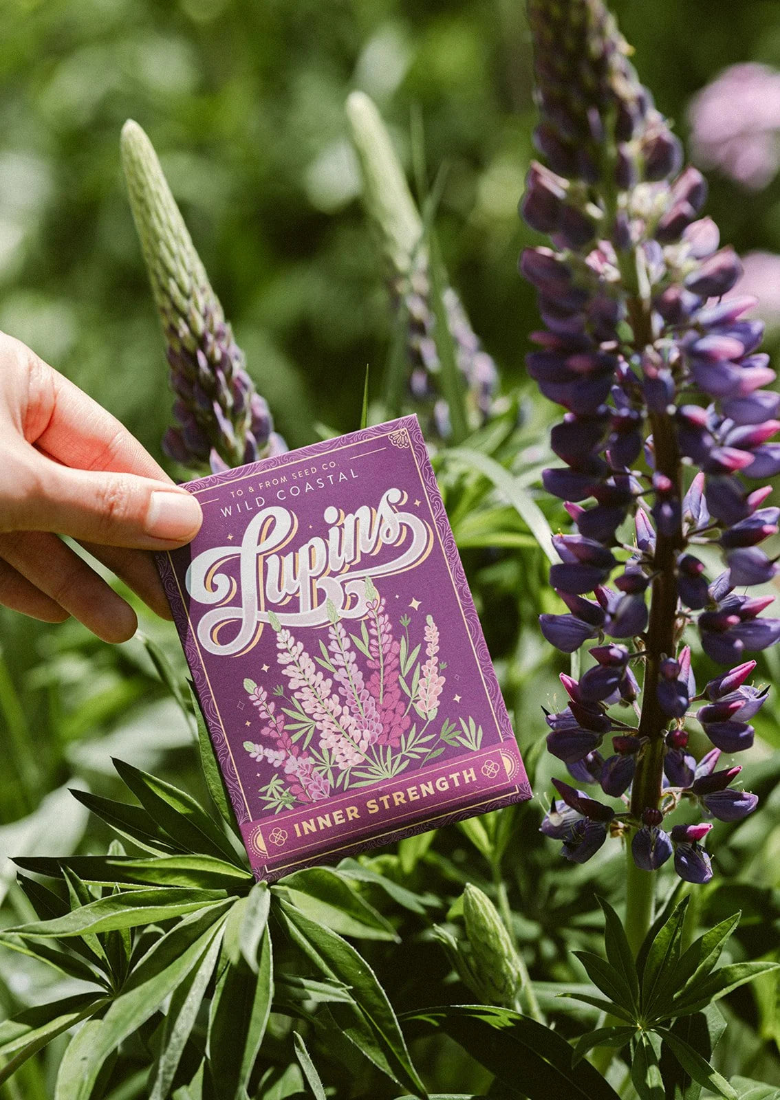 Lupins - Seed Packet