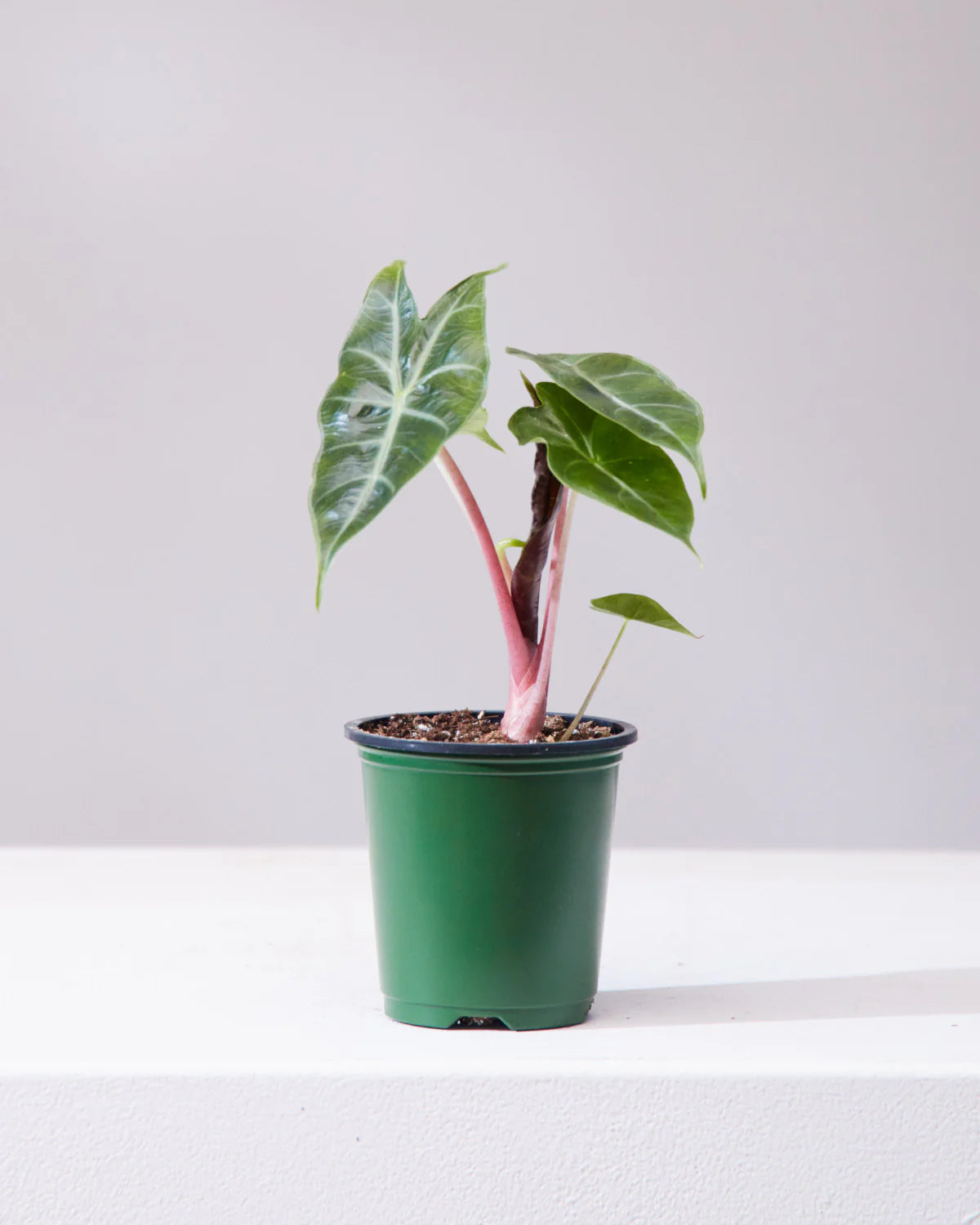 Alocasia