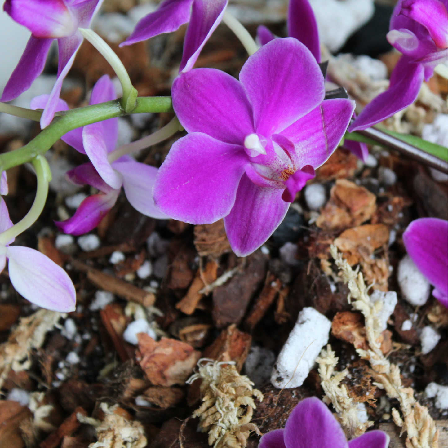 Orchid blend- Potting media: 3L