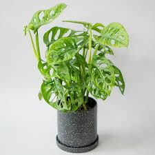 Philodendron Monstera
