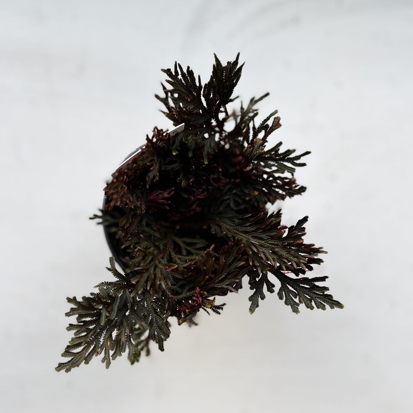 Moss Fern