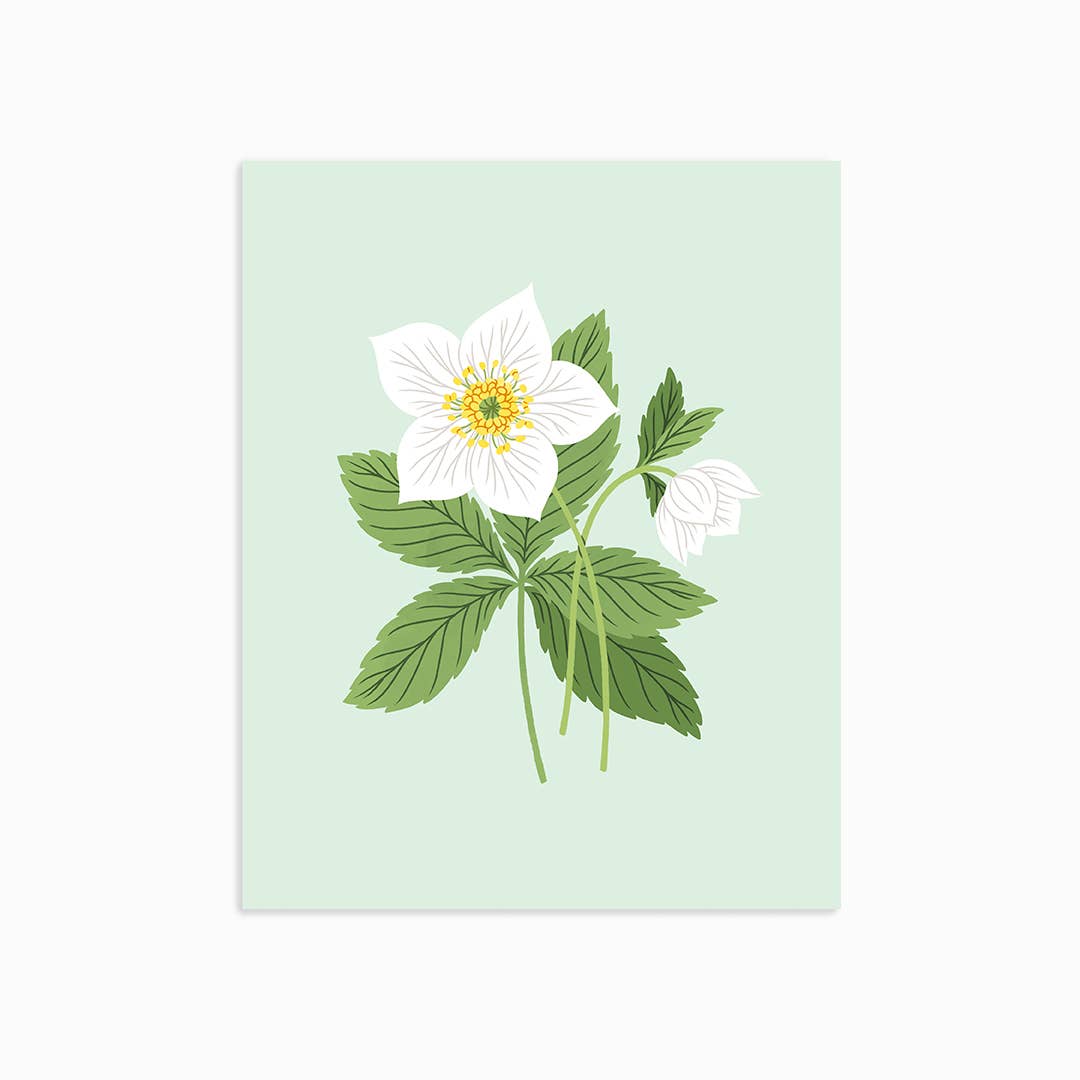 Hellebores | Art Print