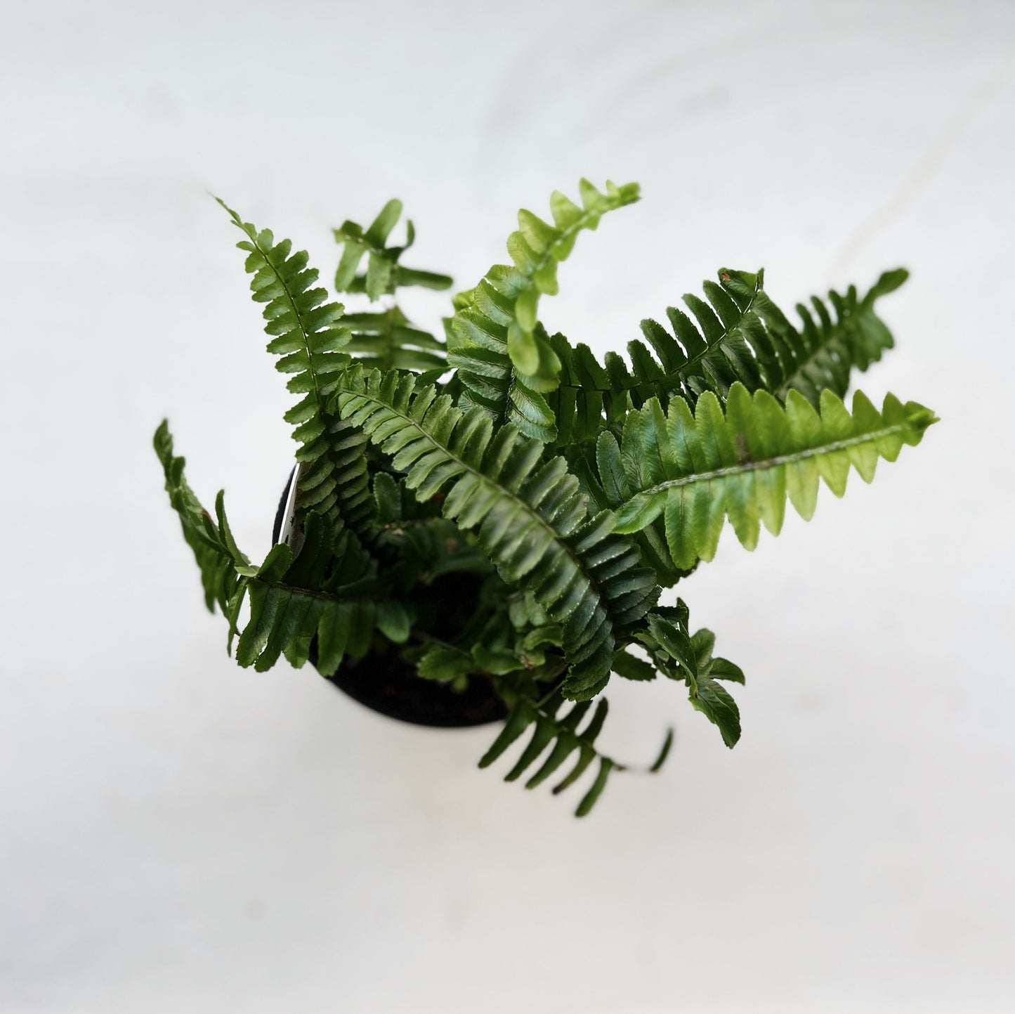 Kimberly Queen Fern