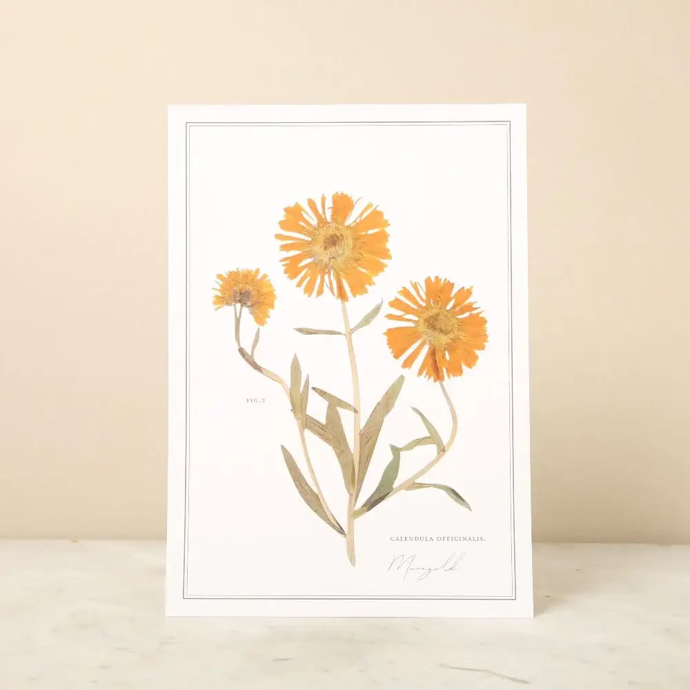 Pressed Flower A4 Print - Marigold