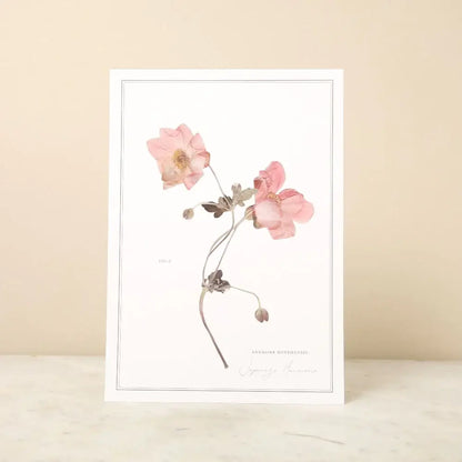 Pressed Flower A4 Print - Japanese Anemone