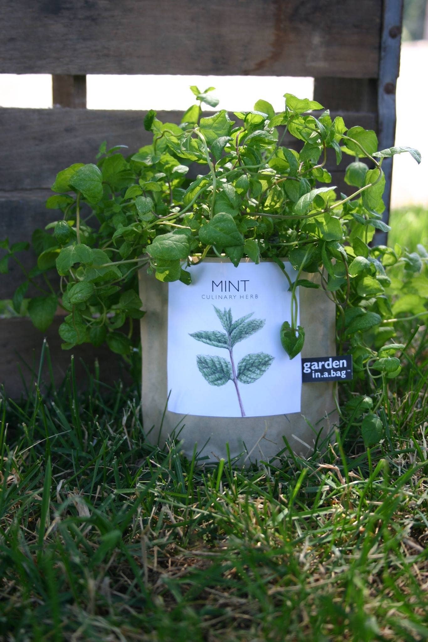 Garden in a Bag | Mint