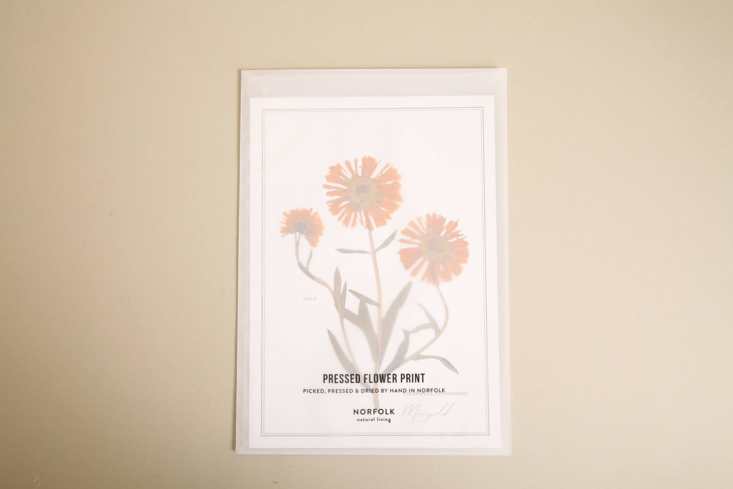 Pressed Flower A4 Print - Marigold