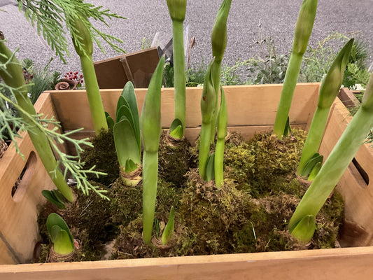 Waxed Amaryllis Plant