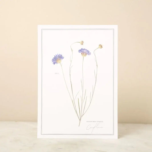 Pressed Flower A4 Print - Cornflower