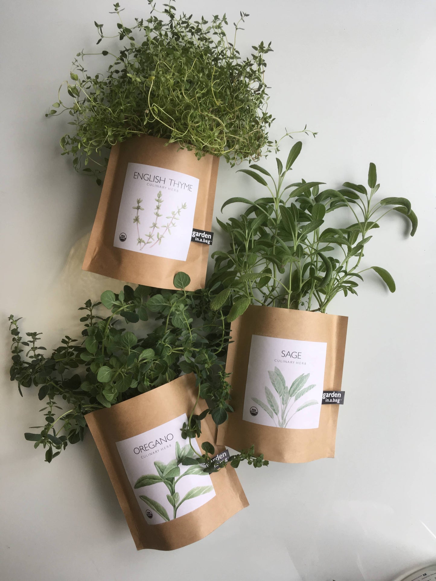 Garden in a Bag | Sage