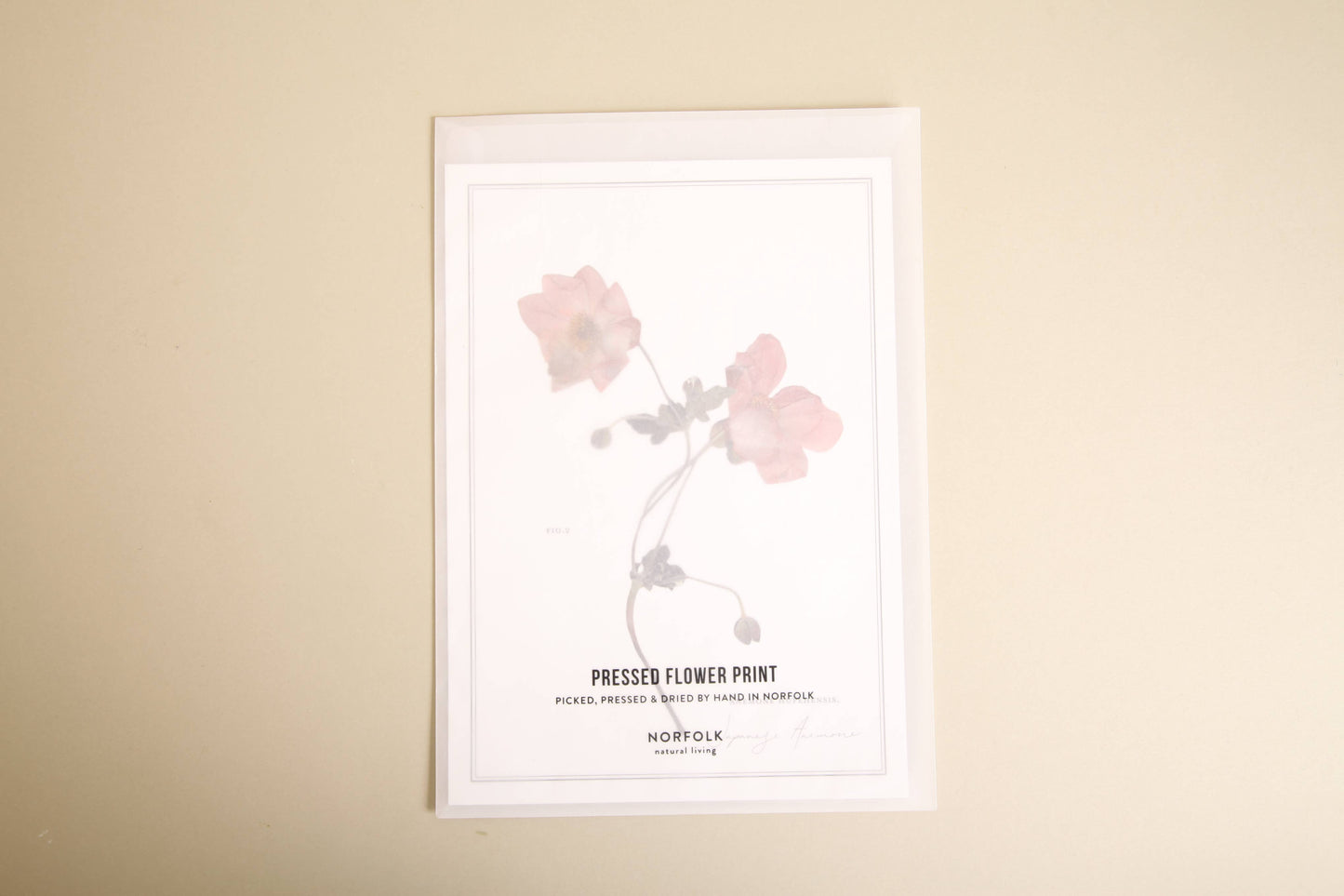 Pressed Flower A4 Print - Japanese Anemone