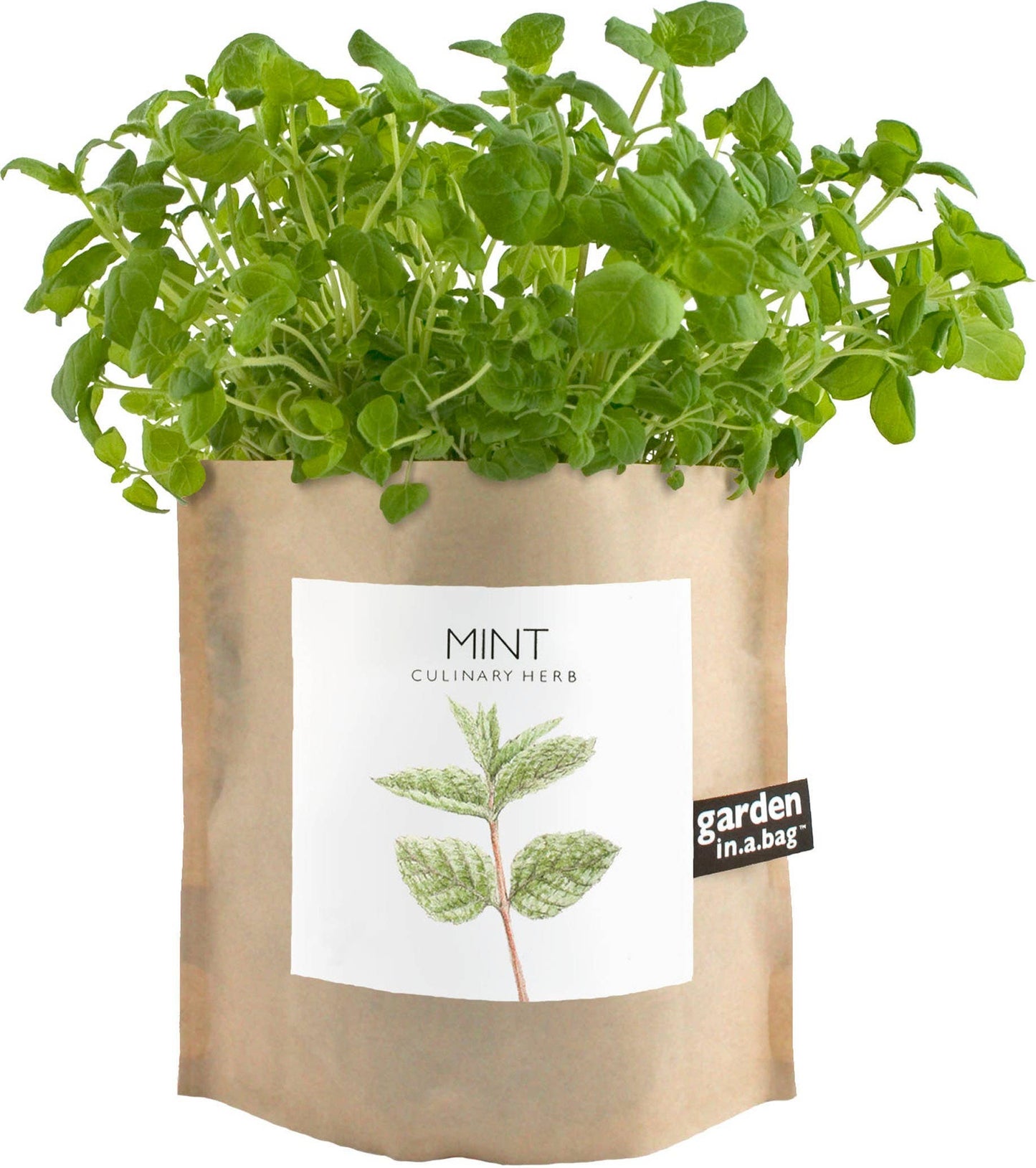 Garden in a Bag | Mint