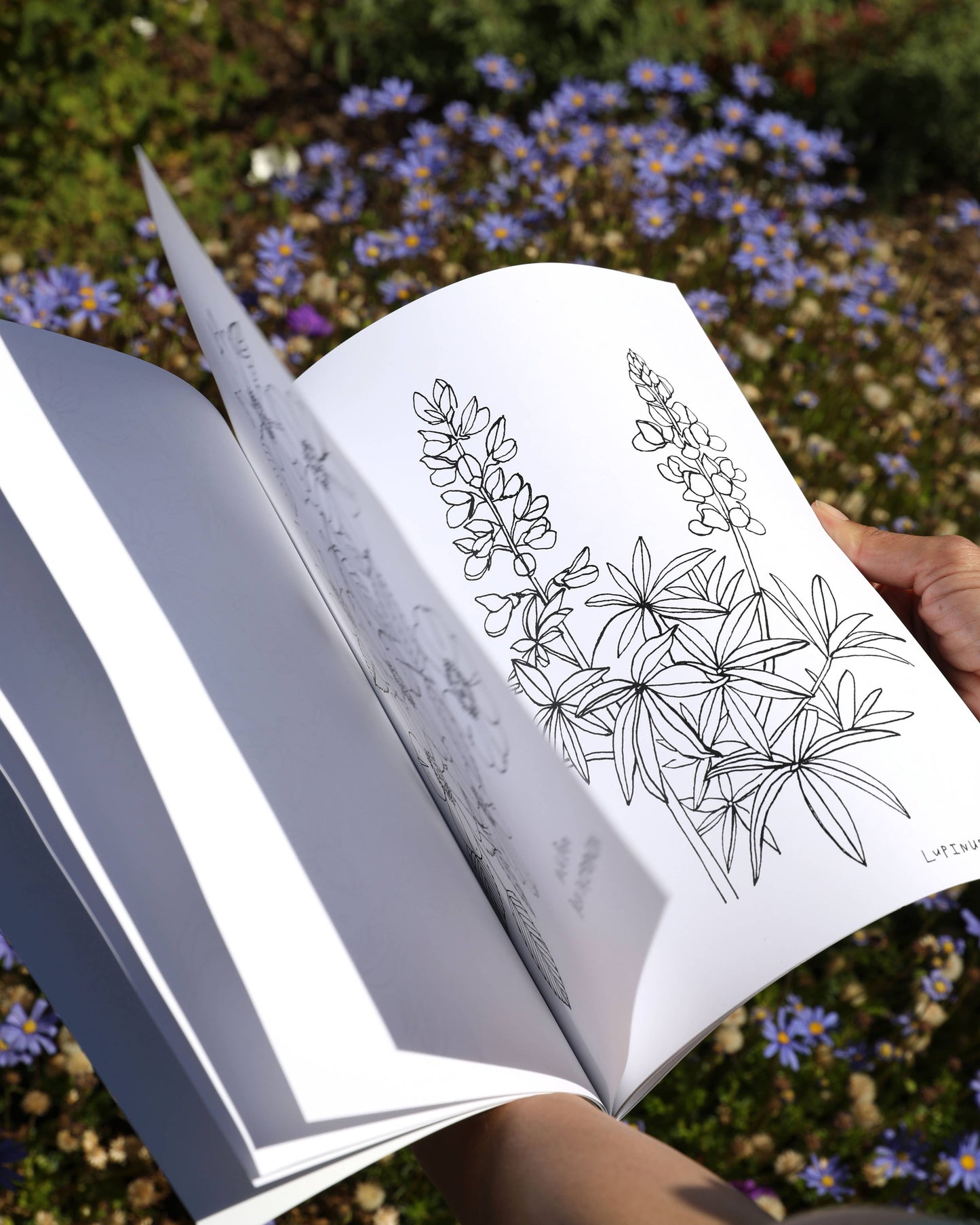Buds Along the Path Colouring Book