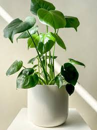 Philodendron Monstera