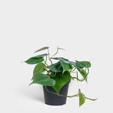 Philodendron Cordatum