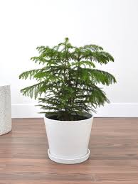 Norfolk Pine