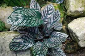 Calathea