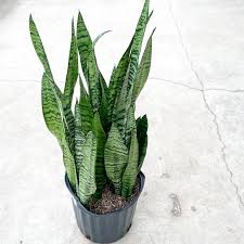Sansevieria