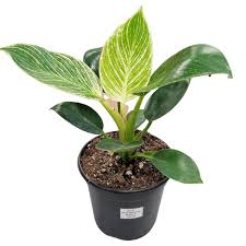 Philodendron