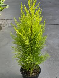 Lemon Cypress