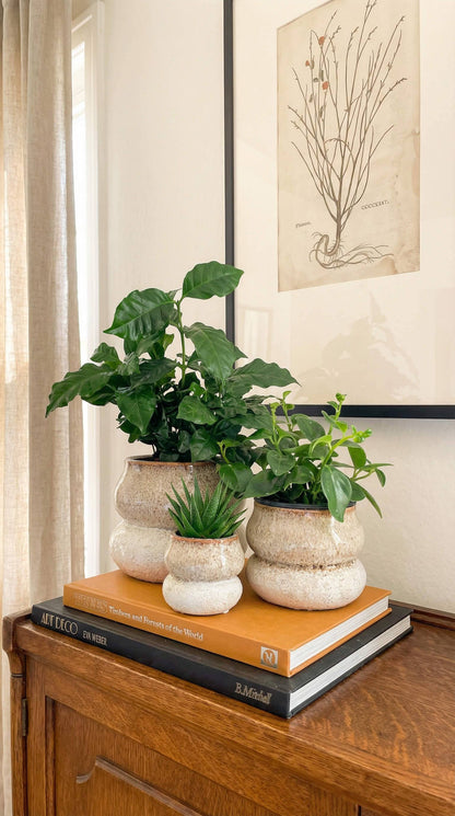 Noemi Ceramic Planter Pot 6.5"