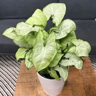 White Butterfly Arrowhead